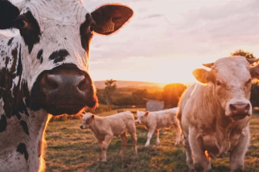 Role of Agricultural Innovation in Economic Development