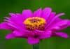 Photo Community garden