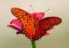Photo Community garden