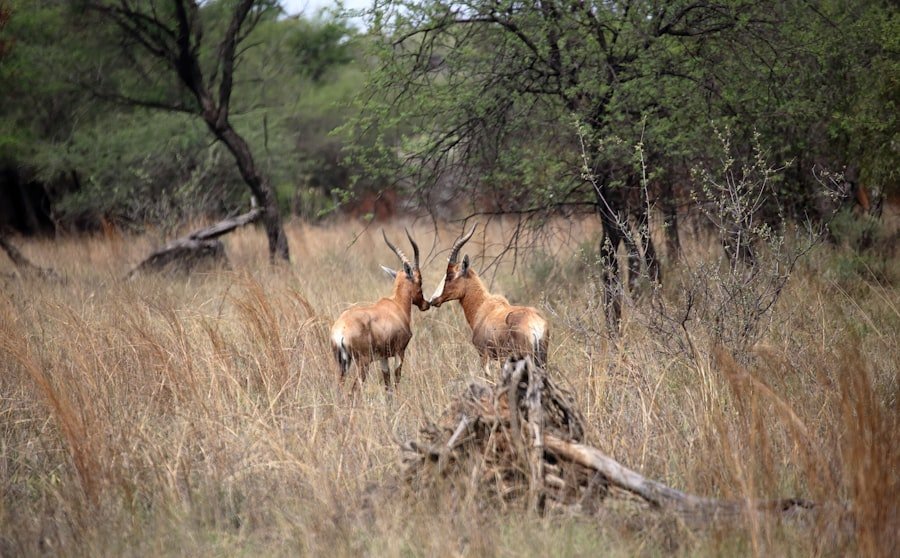 Nudges in Environmental Conservation